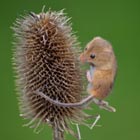 harvest mouse on teasel